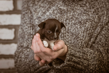 girl holding a chihuahua puppy