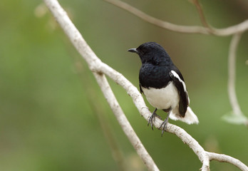 Fototapeta premium Beautiful Magpie-Robin perched on a tree
