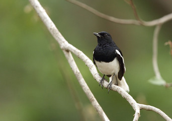 Beautiful male Magpie-Robin