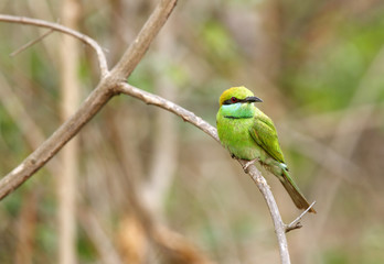 Green bee-eater in Jhirna Forest