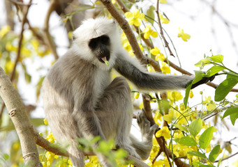 Grey langur sitting on a tree