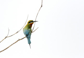 Blue tailed bee eater