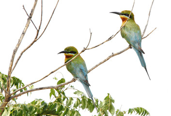 A pair of blue tailed bee eater