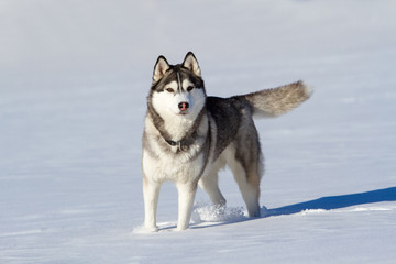 Husky stands at snow white and looking at photographer