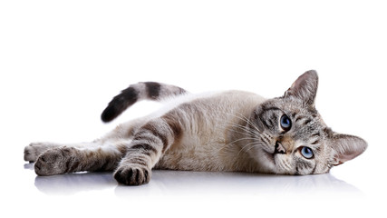 Obraz premium Pasiasty kot o niebieskich oczach leży na białym tle.