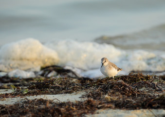 Beautiful Semipalmated Sandpiper