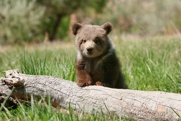 Rolgordijnen Grizzly bear cub sitting on the log © donyanedomam