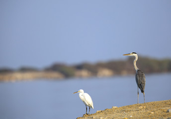 Grey and a white heron in the coast of Bahrain