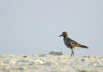 Beautiful grey Sandpiper