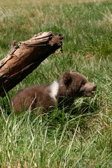 Grizzly bear cub sitting in green grass