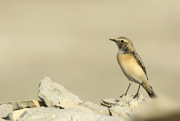 Fototapeta premium Beautiful Pied Wheatear