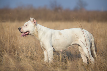 Obraz na płótnie Canvas Profile of female Dogo Argentino