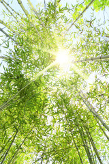 Foresta di bambù con raggi di sole che entrano dalla chioma