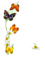 branch of flowers and butterflies isolated on a white background