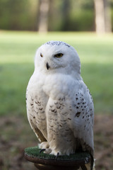 beautiful white owl - Snowy owl, Nyctea scandiaca