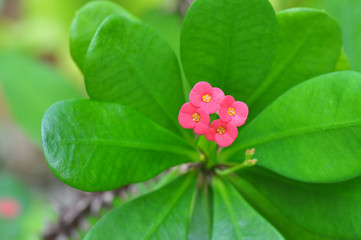 Pink euphorbias flowers on tree with thorns