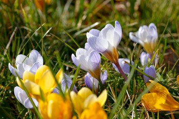 Fototapeta premium Krokus gelb - Crocus yellow 07