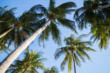 palms over blue sky