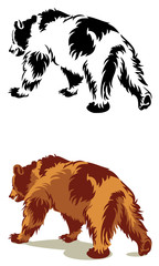 Wild bear isolated on a white background