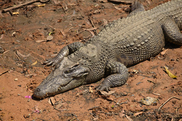 Crocodile