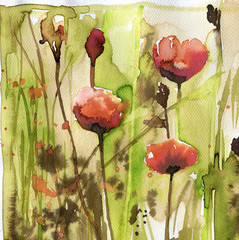 poppies