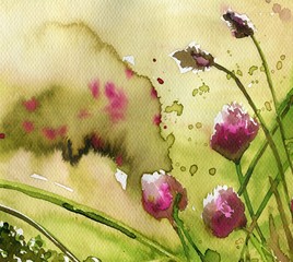 pink, weeds, thistles, forestry, clover, © bruniewska