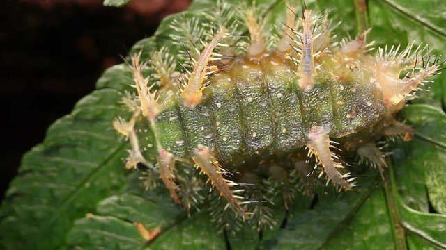 Slug caterpillar (Limacodidae) in rainforest, Ecuador
