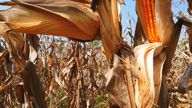 Slow Motion Of Yellow Dry Corn On The Field, Tilt Up Camera