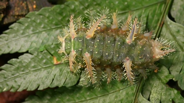 Slug caterpillar (Limacodidae) in rainforest, Ecuador