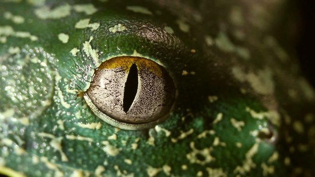 Amazon leaf frog (Cruziohyla craspedopus) blinking