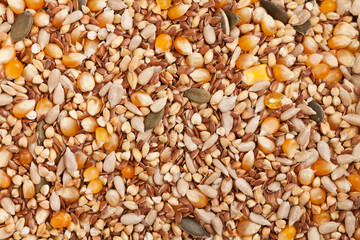 Organic seeds: corn, sesame, flax, buckwheat, wheat, rice, pumpk