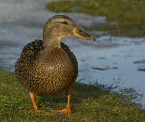 Mallard