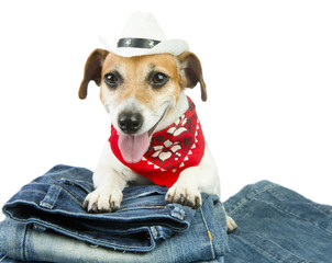 Small dog advertises coolest designer jeans