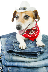 Cool dog advertises jeans