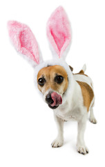 Sweetest dog with ears Easter Bunny