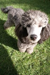 Pudel