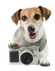 Jack Russell terrier photographer smiled
