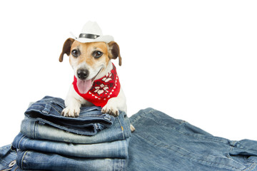 Trendy dog advertises coolest designer jeans