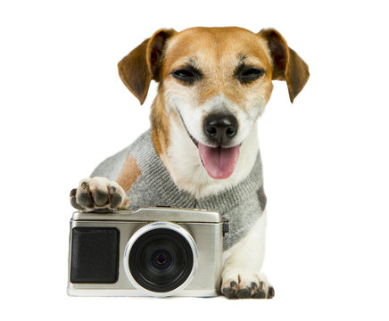 Jack Russell terrier photographer smiled