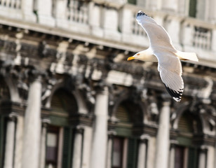 Seagull floats above San Marco square in Venice Italy