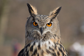 Eagle Owl An eagle owl portrait