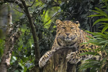 Fotobehang Panter Amur leopard