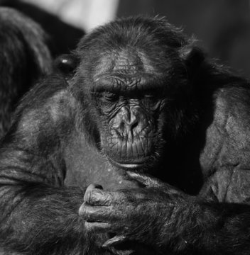 Chimpanzee monochrome portrait
