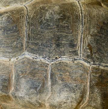 Galapagos turtle shell