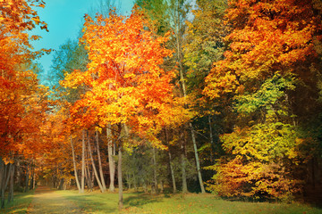 Autumn landscape © adisa