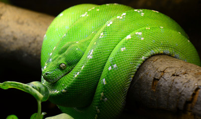 Green tree python - 78558607