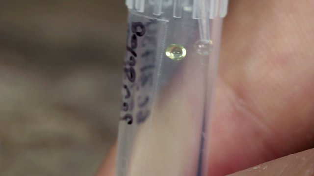 Snake venom in a vial