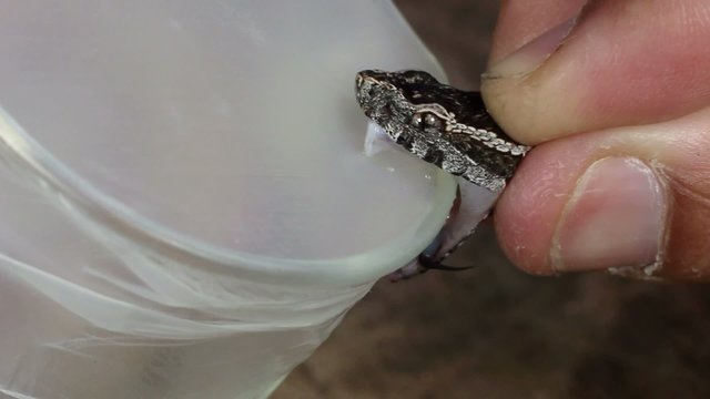 Collecting venom from venomous snake (Bothrops lojanus)