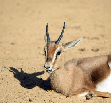 Young gazelle resting