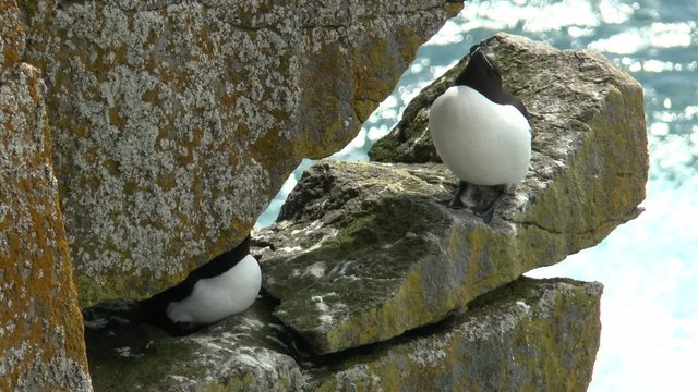 オオハシウミガラス  Razorbill sitting on a cliff